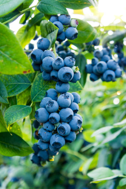 Blueberries ready for picking stock photo