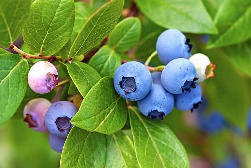 blueberries ripening on the bush, close up