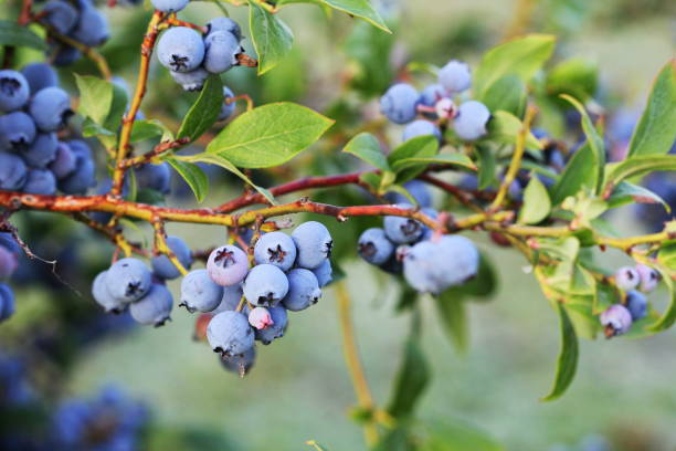 Blueberries ripening on the bush. Shrub of blueberries. Growing berries in the garden. Close-up of blueberry bush, Vaccinium corymbosum. stock photo
