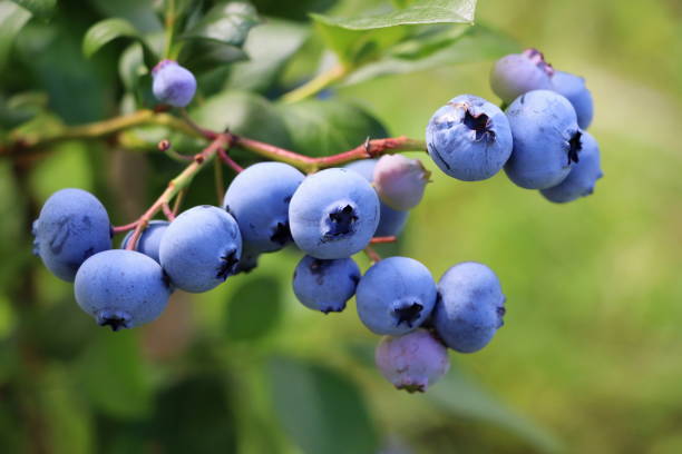 Blueberries ripening on the bush. Shrub of blueberries. Growing berries in the garden. Close-up of blueberry bush, Vaccinium corymbosum. stock photo