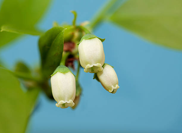 Blueberry Blooms Blueberry blooms closeup blueberry plant stock pictures, royalty-free photos & images