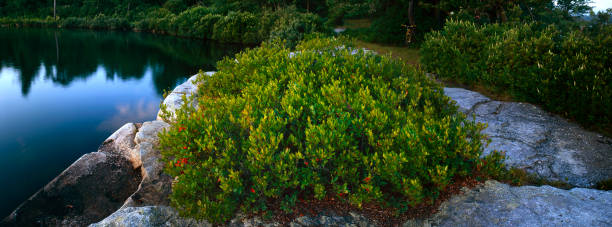 Blueberry Bush at Lake Awosting stock photo