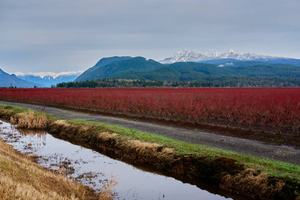 Blueberry fields turned red in winter.  Pitt Meadows, BC, Canada stock photo