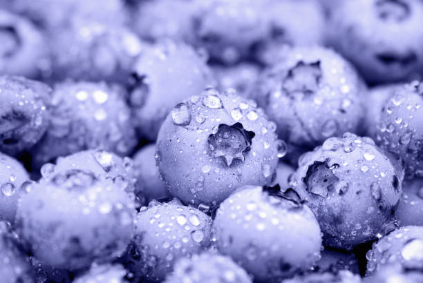 Blueberry fruit background, purple berries covered with water drops stock photo