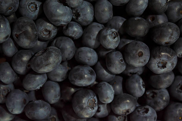 blueberry stock photo