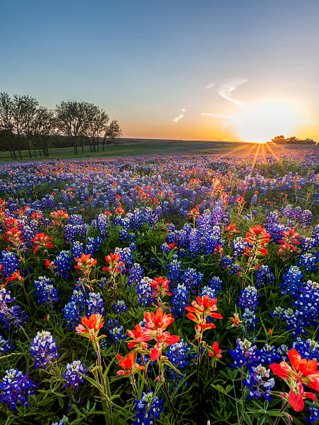 Bluebonnet and Indian paintbrush wildflowers filed, Texas stock photo