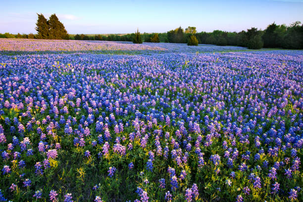 Bluebonnet filled Meadow near Ennis, Texas stock photo