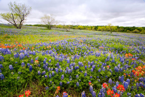 Bluebonnets Near Ennis, Texas stock photo