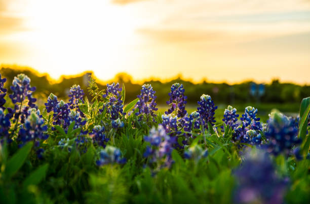 bluebonnets Looking into the Sunset at a Row of Perfect Texas Bluebonnets in the capital city of Texas outside of Austin , Texas in the Texas Hill Country during spring time as the spring flowers come out pea flower photos stock pictures, royalty-free photos & images