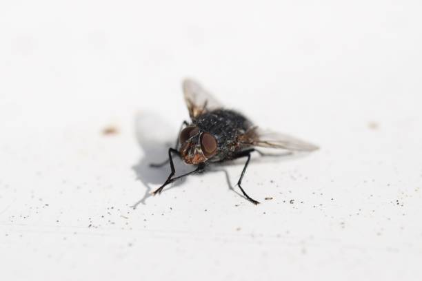 Bluebottle Blowfly fly Insect stock photo