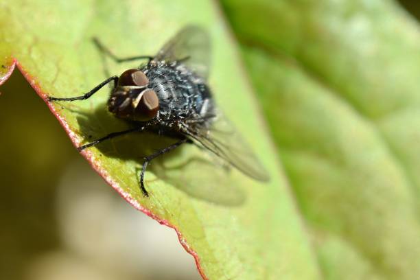 Bluebottle Blowfly fly Insect stock photo