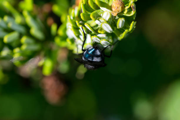 Bluebottle fly / Insect stock photo