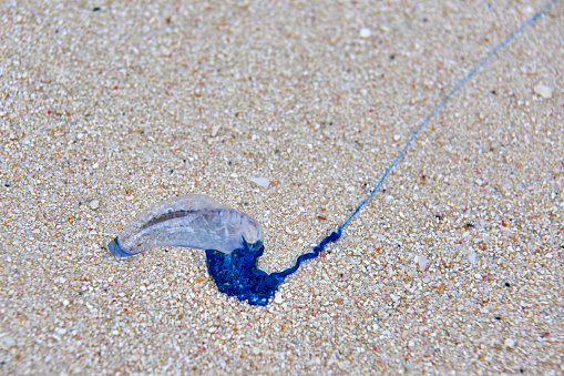 Close-up of one bluebottle jellyfish on the beach, Saipan, USA.