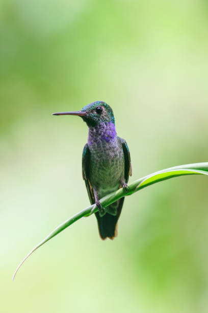 Blue-chested Hummingbird (Amazila amabilis), on a branch over a green background, Panama. Vertical view stock photo