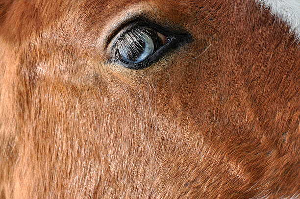 Blue-eyed horse stock photo