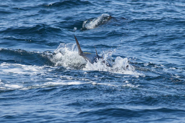 Bluefin Tuna at sea stock photo