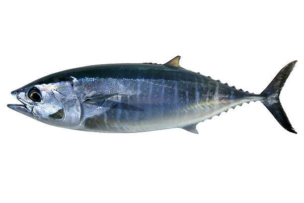 tonno rosso thunnus thynnus isolato su bianco - tonno frutto di mare foto e immagini stock