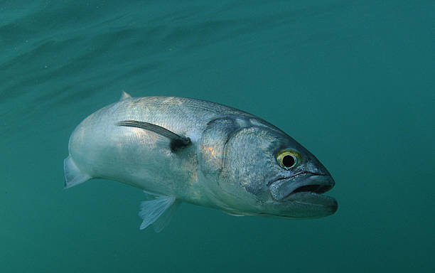 Bluefish is swimming in ocean stock photo