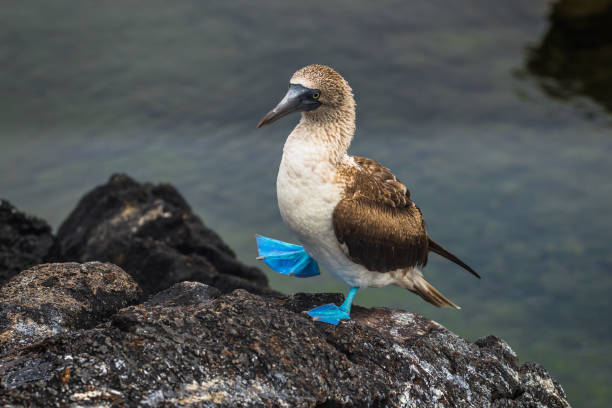 Galapagos Islands - August 26, 2017: Blue-footed Boobies at the lava tunnels of Isabela Island, Galapagos Islands, Ecuador stock photo