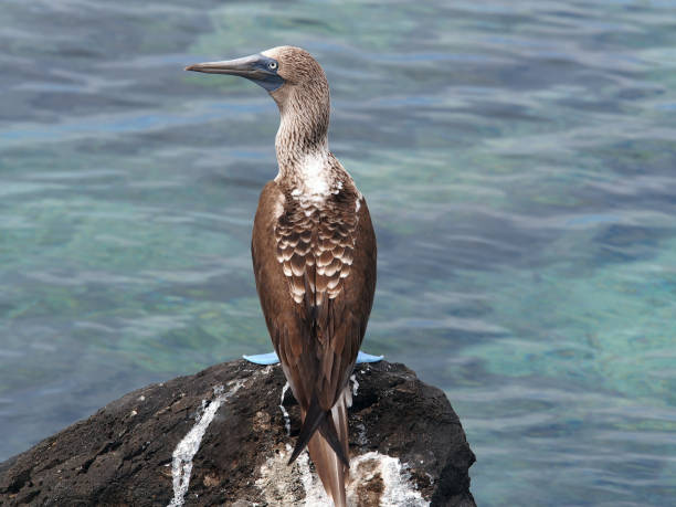 Blue-footed booby bird from the back stock photo