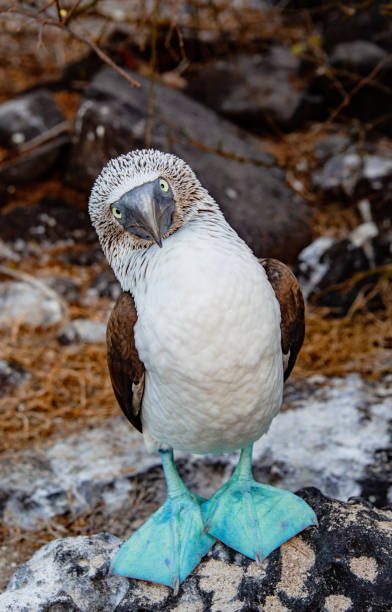 blau-footed booby blick in die kamera - galápagos stock-fotos und bilder