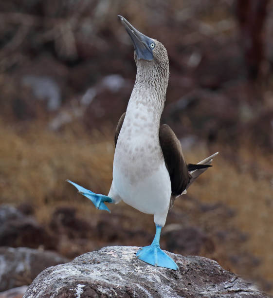 Blue-footed Booby, Sula nebouxii stock photo