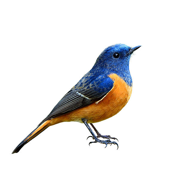 Blue-fronted Redstart (Phoenicurus frontalis) the beautiful blue Blue-fronted Redstart (Phoenicurus frontalis) the beautiful blue and orange belly bird fully standing with all details from head to tail isolated on white background moss photos stock pictures, royalty-free photos & images