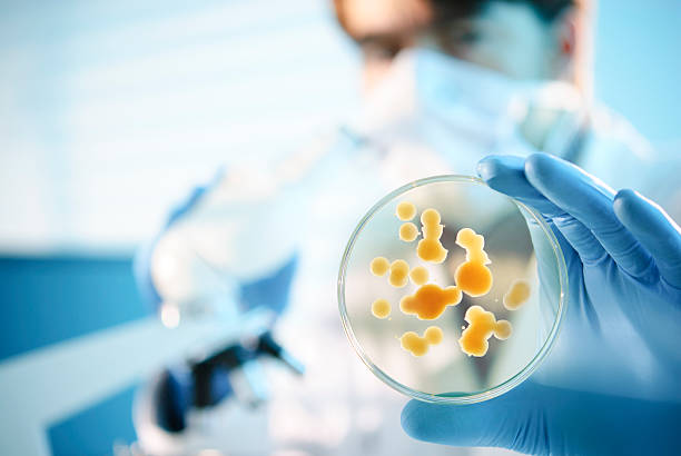 Blue-gloved scientist holding a petri dish A scientist examining a petri dish containing bacterial cultures petri dish stock pictures, royalty-free photos & images