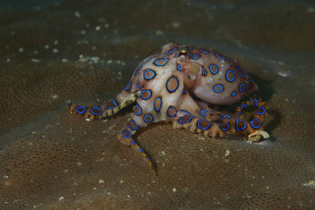 Blue-ringed octopus stock photo