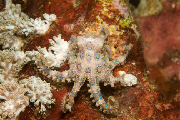 Blue-ringed octopus stock photo
