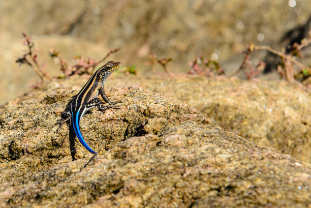 Blue-tailed Skink Lizard stock photo