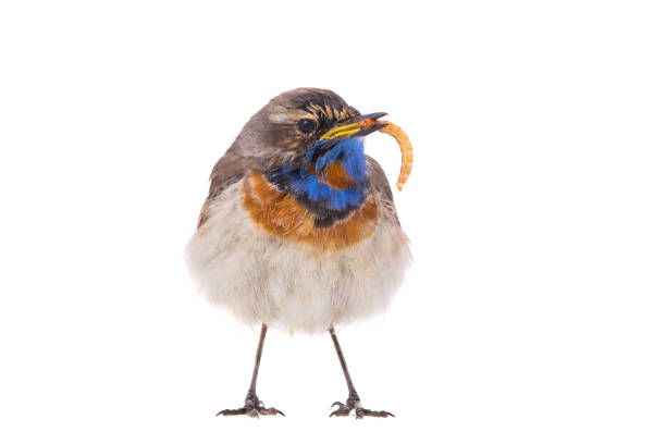 bluethroat (Scythia) bluethroat (Luscinia svecica) isolated on a white background  in studio shot worm stock pictures, royalty-free photos & images