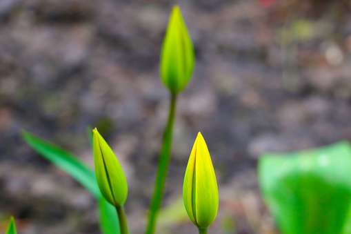 Blurred background, selective focus. Bud of a young tulip in the park in spring or summer. Blooming garden flowers