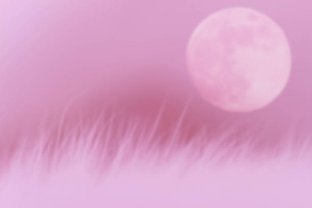blurred beautiful pink fur with moon on pink background stock photo