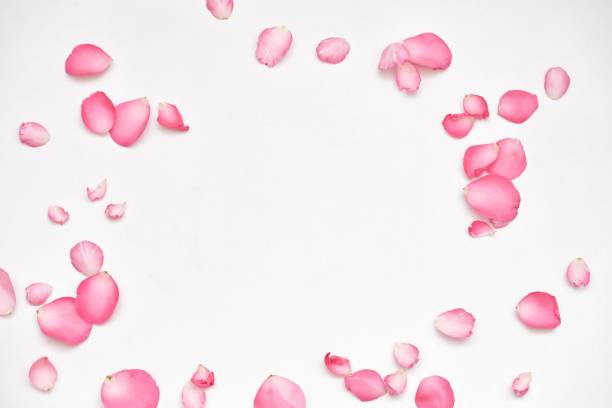 柔らかいスタイルで白い背景に多くの甘いピンクのバラのカローラをぼかした - 花びら　舞う ストックフォトと画像