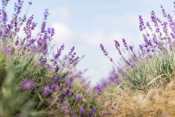verschwommene natur szene lavendel blumen schöne natur szene feld im sonnenlicht lavendel floral hintergrund - lavendel feld stock-fotos und bilder