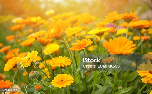 istock Blurred summer background with flowers calendula 521371972