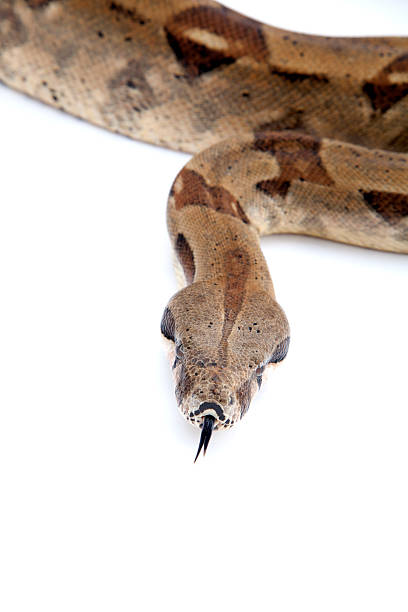 Boa Constrictor Snake Boa Constrictor Snake isolated on white snake with its tongue out stock pictures, royalty-free photos & images