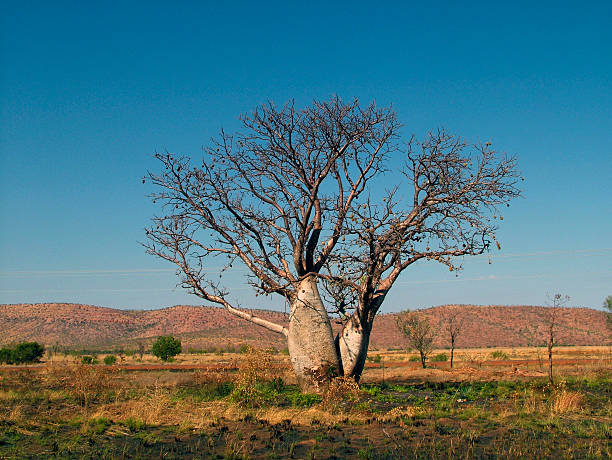 Boab Tree, Australian outback stock photo