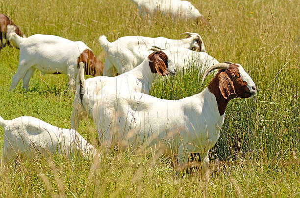 Boar Goats stock photo