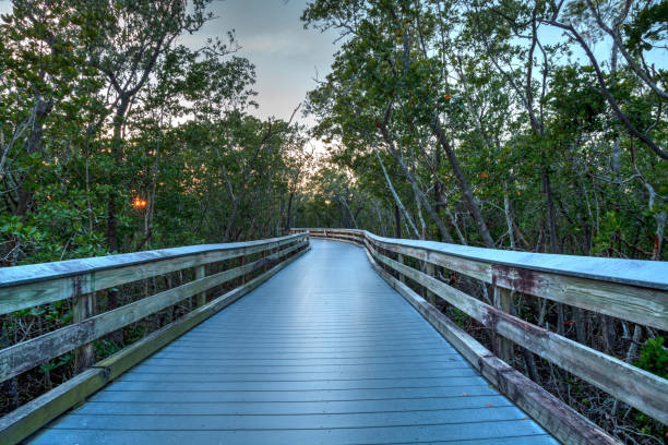 Boardwalk through the swamp Boardwalk through the swamp, leading to Clam Pass at sunset in Naples, Florida naples florida beach photos stock pictures, royalty-free photos & images