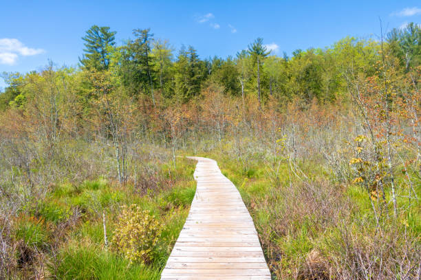 Boardwalk through the wetlands in Peoples State Forest stock photo