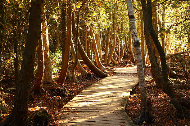 Boardwalk trail in the forest Sun coming through trees in a autumn forest with a boardwalk trail. Bruce Peninsula National Park, Ontario, Canada. Fall in the forest. Boardwalk in the forest. Sunset in the forest. bruce peninsula national park stock pictures, royalty-free photos & images