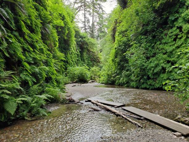Boardwalk trail over the creek in Fern Canyon, CA. stock photo