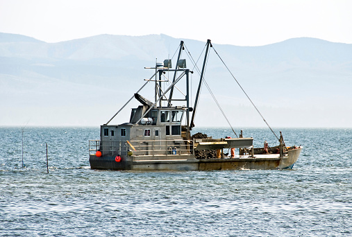 Boat Harvesting Oysters From Bay In Washington State Stock Photo & More