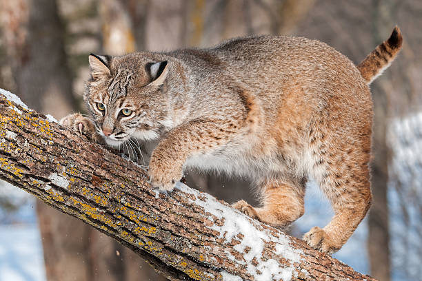 Bobcat (Lynx rufus) Crouches on Branch stock photo