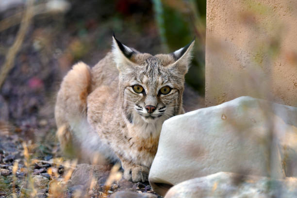 Bobcat crouching behind a rock Bobcat crouching, stalking and hunting in Arizona bobcat stock pictures, royalty-free photos & images