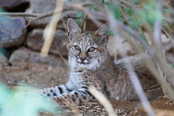 Bobcat kitten Bobcat kitten in the underbrush chilling in the shade bobcat stock pictures, royalty-free photos & images