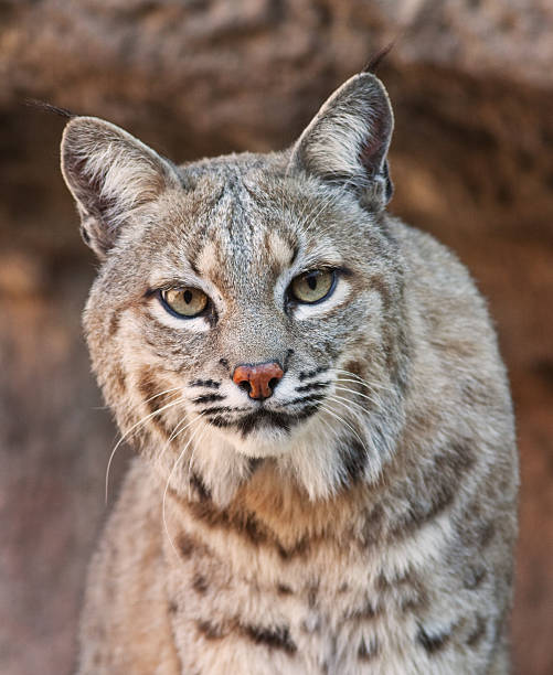 Bobcat looking fiercely at the camera stock photo