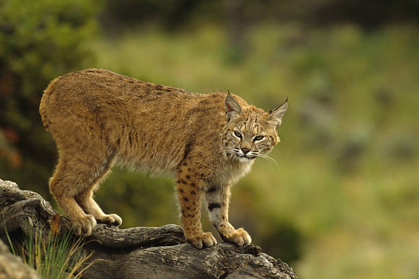 Bobcat on Log  bobcat stock pictures, royalty-free photos & images